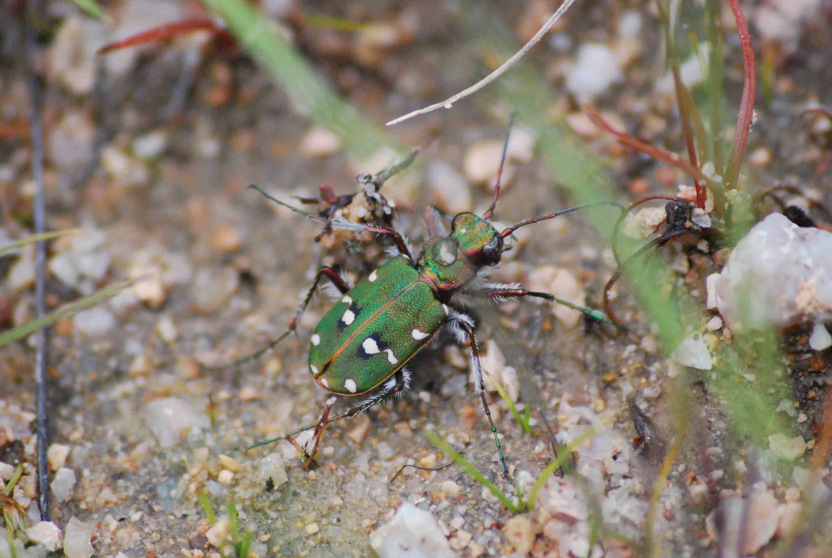 Cicindela campestris corsicana